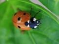 Coccinella septempunctata Image 1