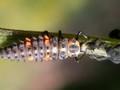 Coccinella septempunctata Image 2