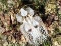 Corythucha ciliata Image 1