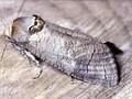 Cossus cossus Image 1