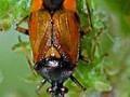 Deraeocoris ruber Image 1
