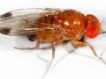 Drosophila suzukii Image 1