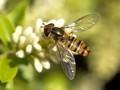 Episyrphus balteatus Image 1