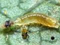 Feltiella acarisuga Image 1
