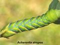 Acherontia atropos Image 1