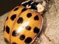 Harmonia axyridis Image 1