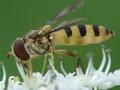 Meliscaeva cinctella Image 1