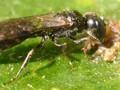 Passaloecus insignis Image 1