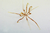 Pycnogonides Pycnogonides