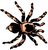 Arachnides (6230)