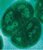 Bactéries et algues bleues (468)
